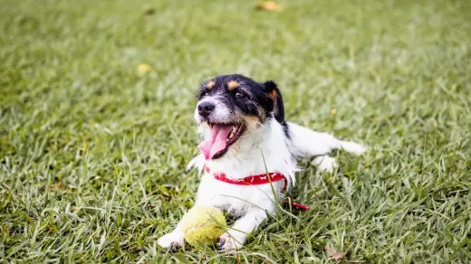A dog lowered onto its front legs with hindquarters raised in a play bow position