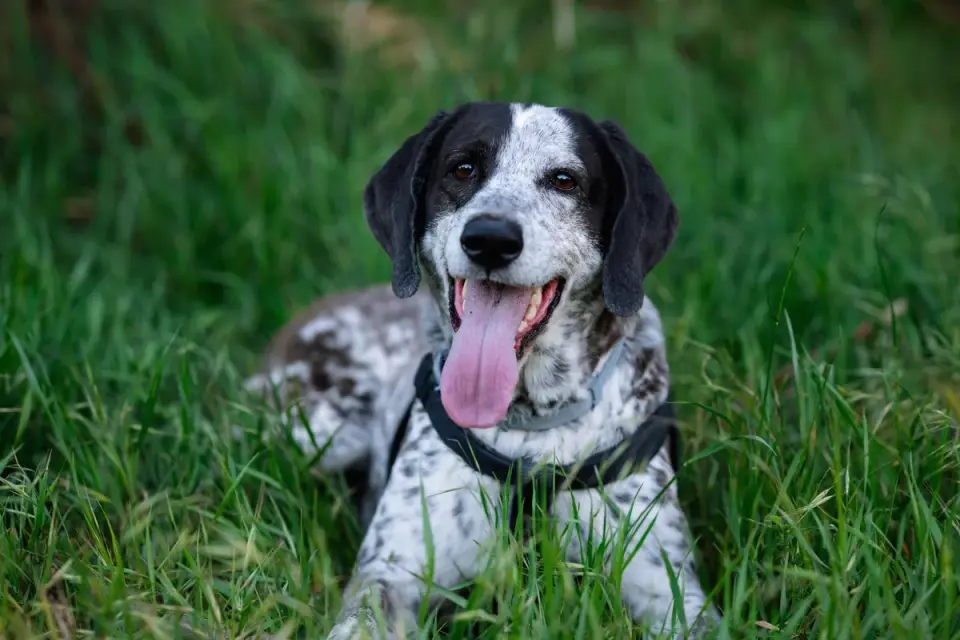 A dog lowered onto its front legs with hindquarters raised in a play bow position