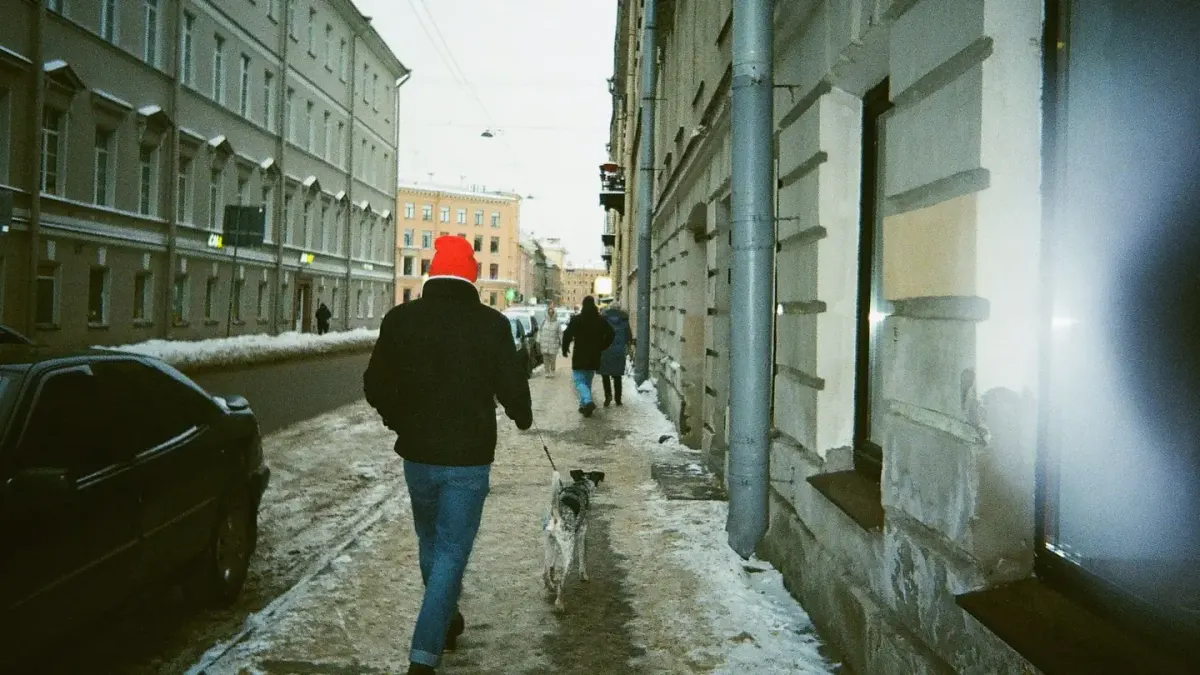 A dog's paws stepping through slush and salt crystals on a sidewalk