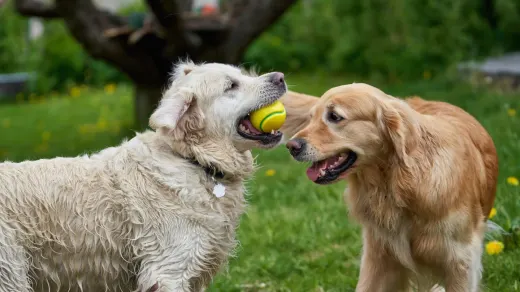A golden retriever puppy holding a tennis ball in its mouth on grass