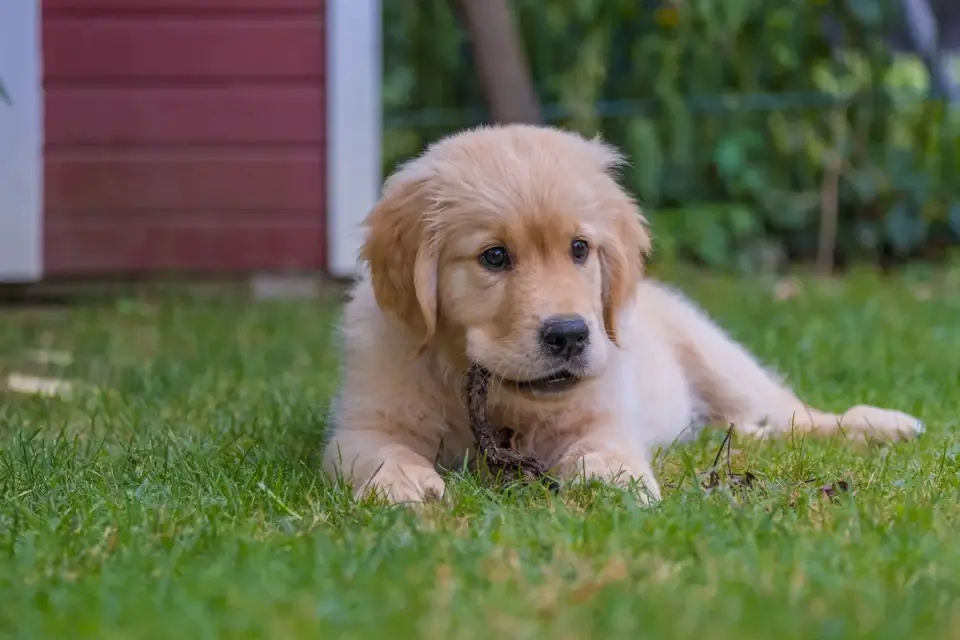 A golden retriever puppy holding a tennis ball in its mouth on grass