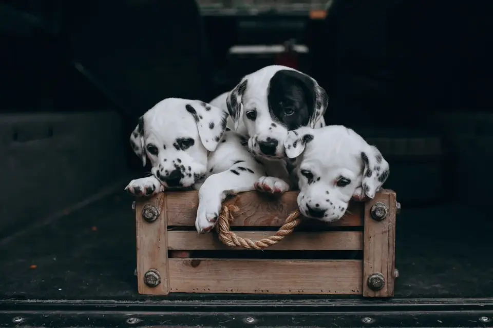 A puppy resting inside an open crate lined with a blanket and a chew toy