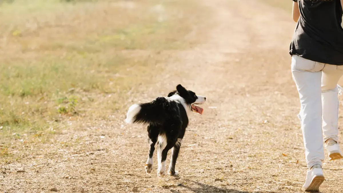 A runner and a mid-size dog moving together on a wooded trail, connected by a waist-to-harness line