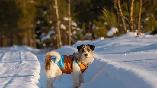 A small dog wearing a coat walking through snow on a sidewalk