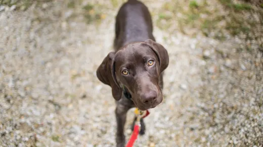 A young puppy being led outside on a leash toward a patch of grass