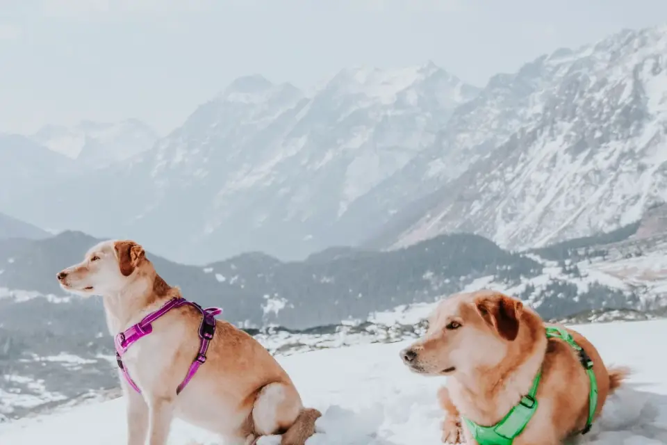 Close-up of a dog&#x27;s pulling harness connected to a bungee line and a runner&#x27;s waist belt