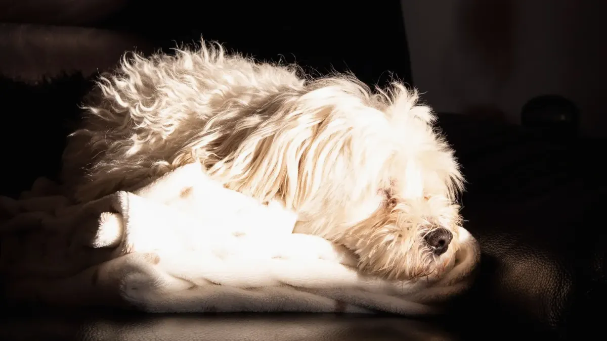 Dog resting at home