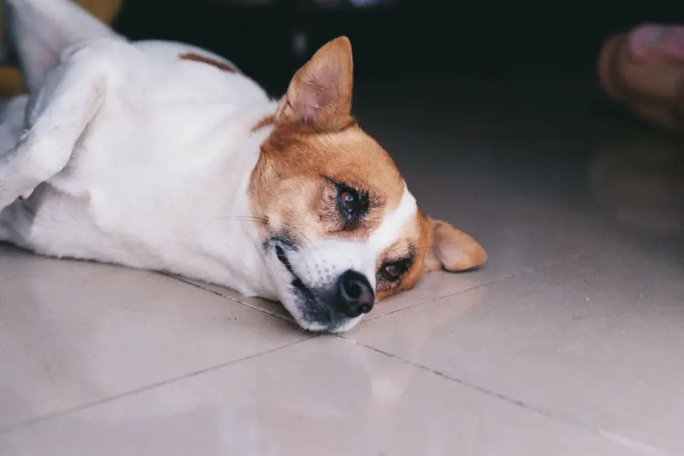 Dog resting at home