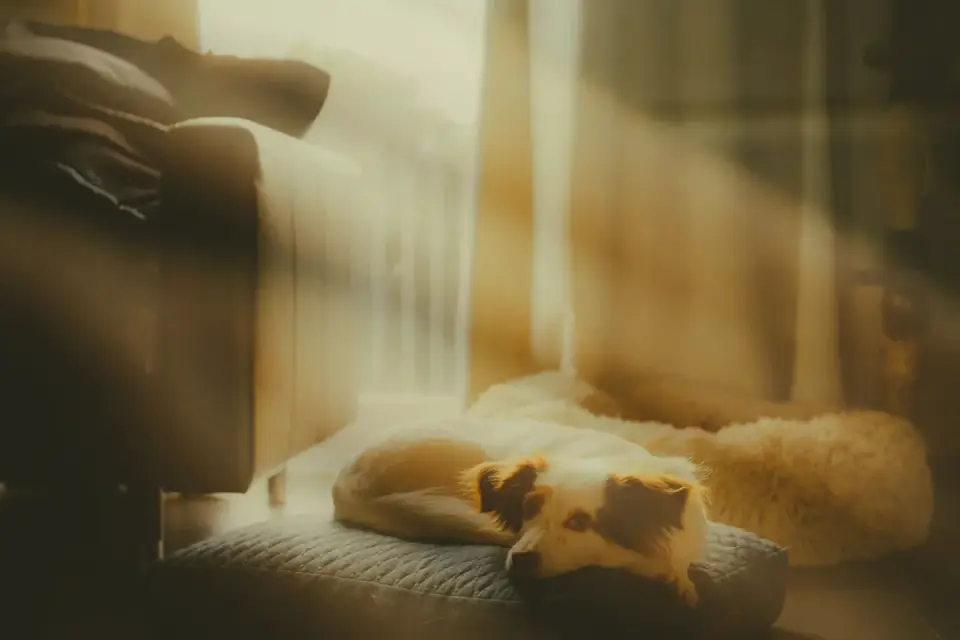 Dog resting at home