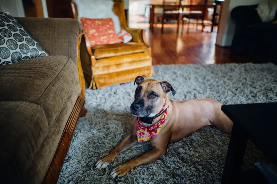 Dog resting at home