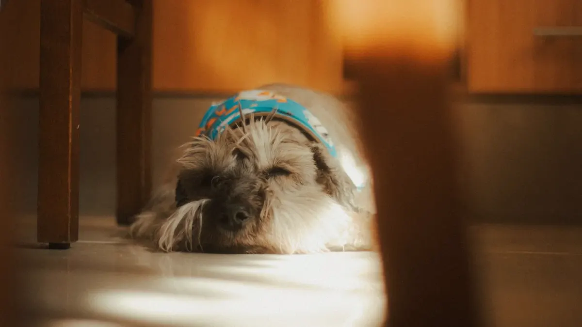 Dog resting at home