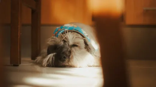 Dog resting at home