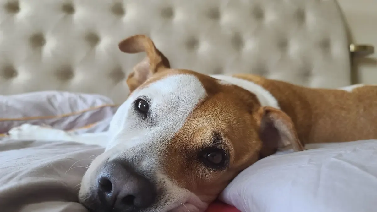 Dog resting at home