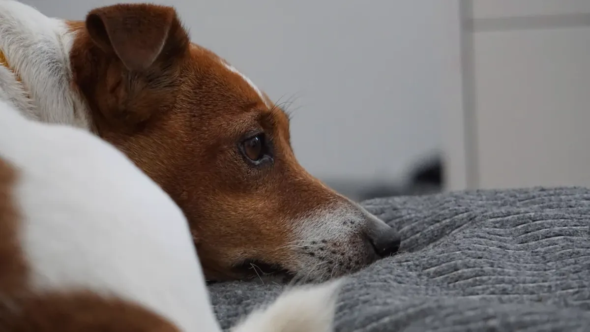 Dog resting at home