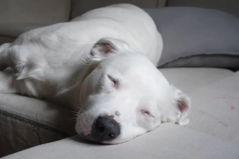 Dog resting at home