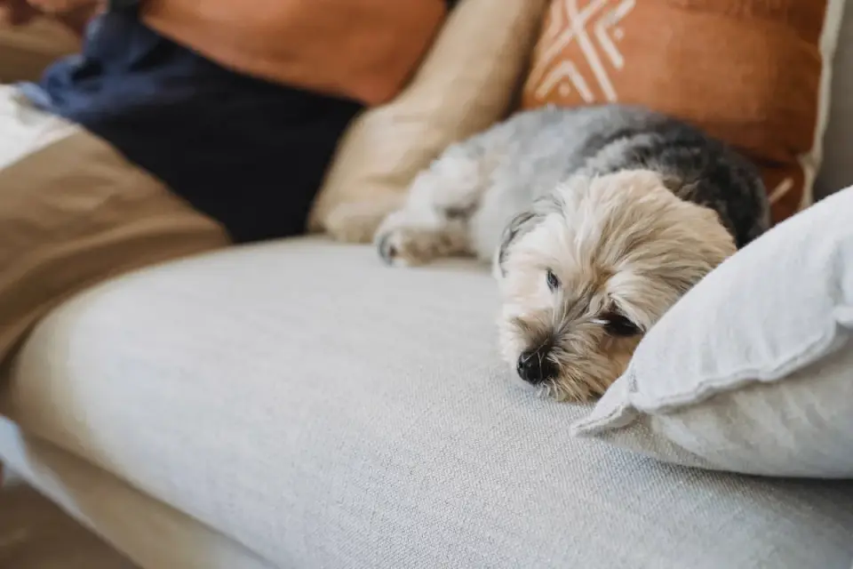 Dog resting at home