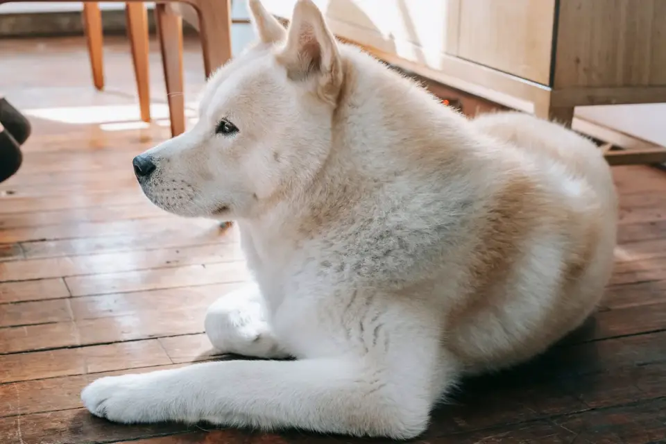 Dog resting at home