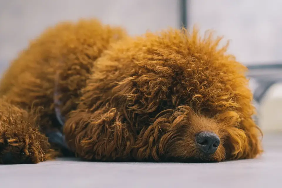Dog resting at home