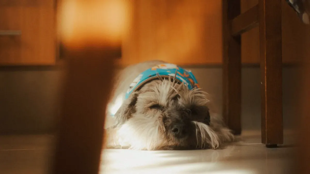 Dog resting at home