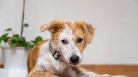 Dog resting at home