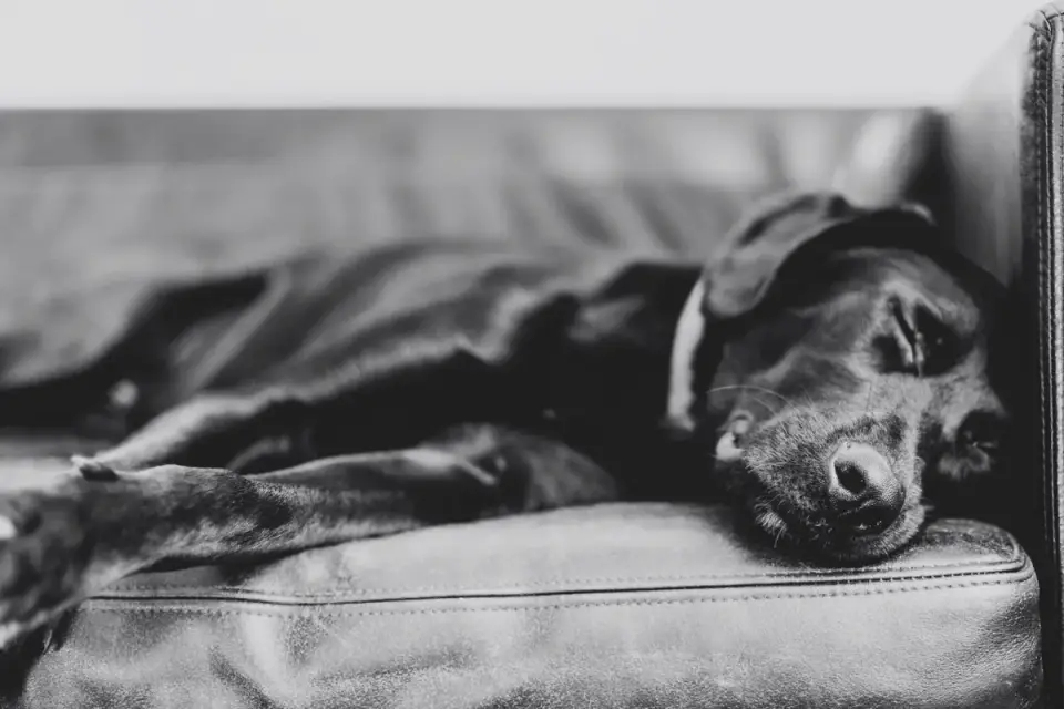 Dog resting at home