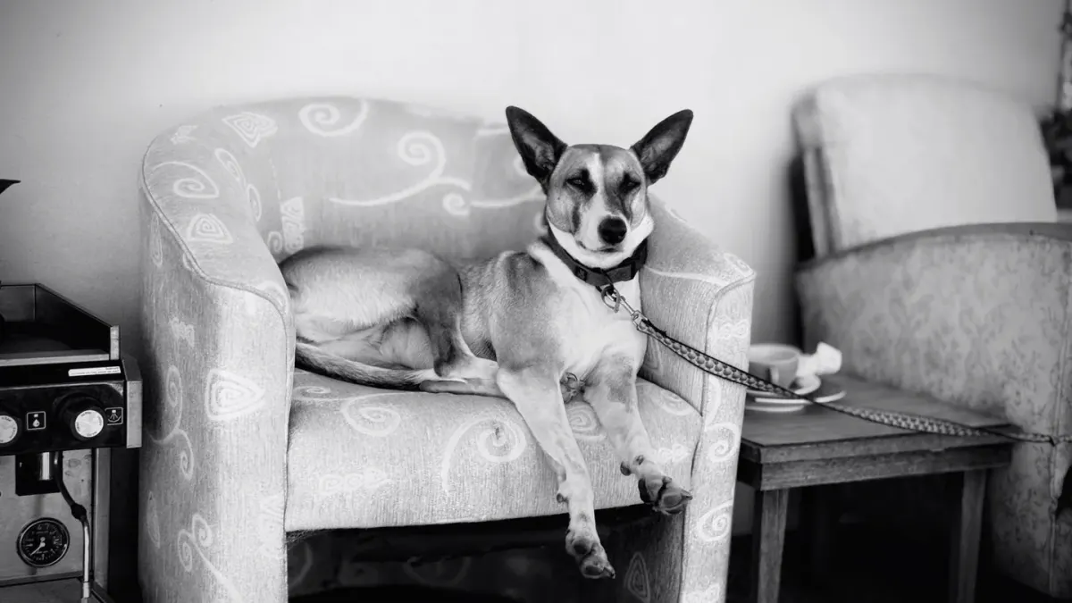 Dog resting at home