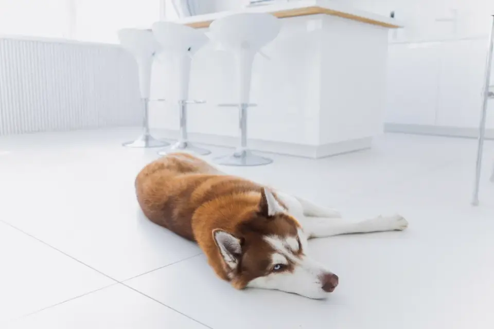 Dog resting at home