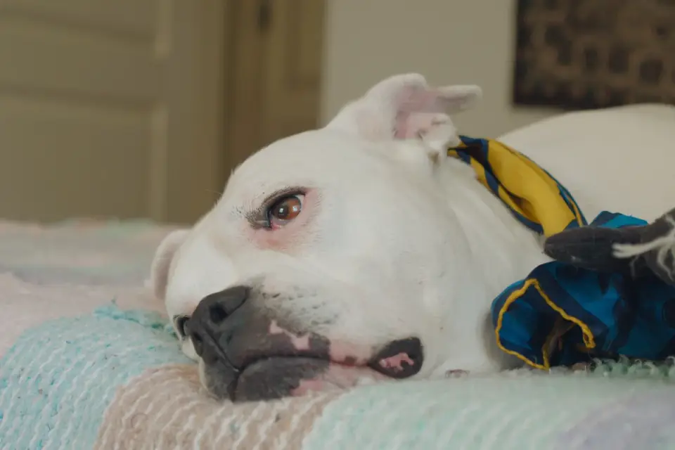 Dog resting at home