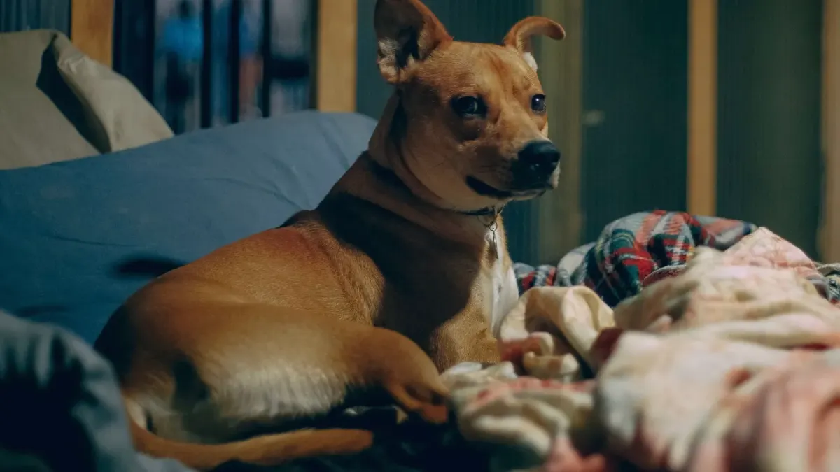 Dog resting at home