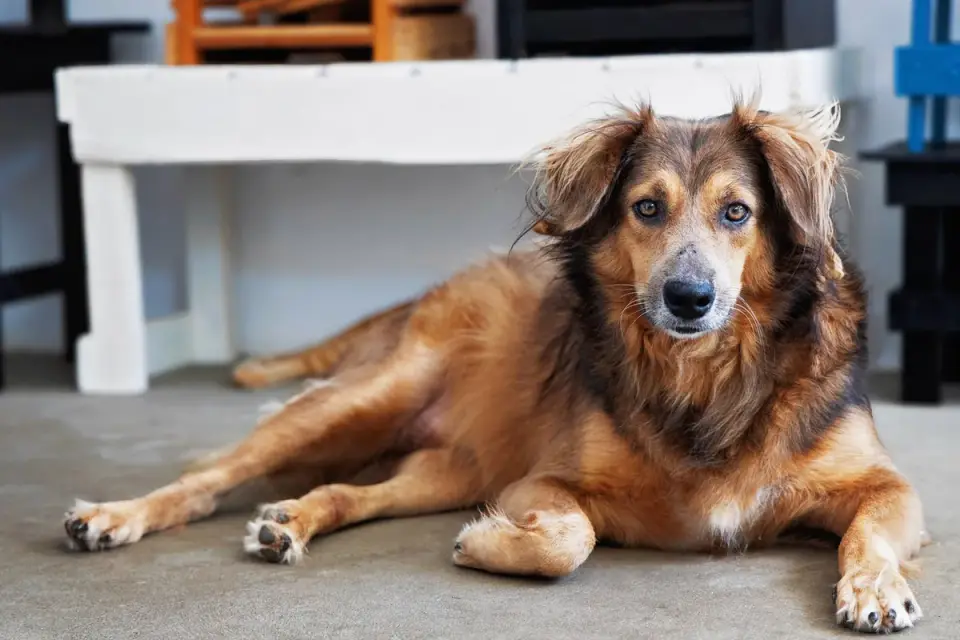 Dog resting at home