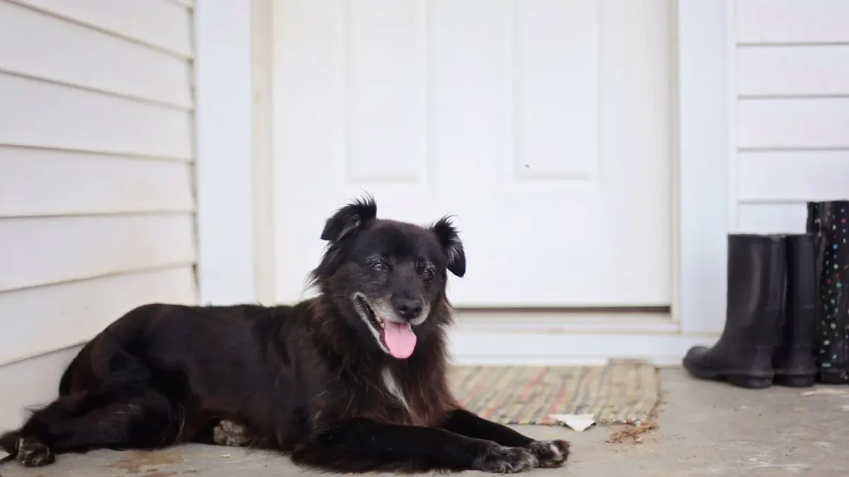 Dog resting at home