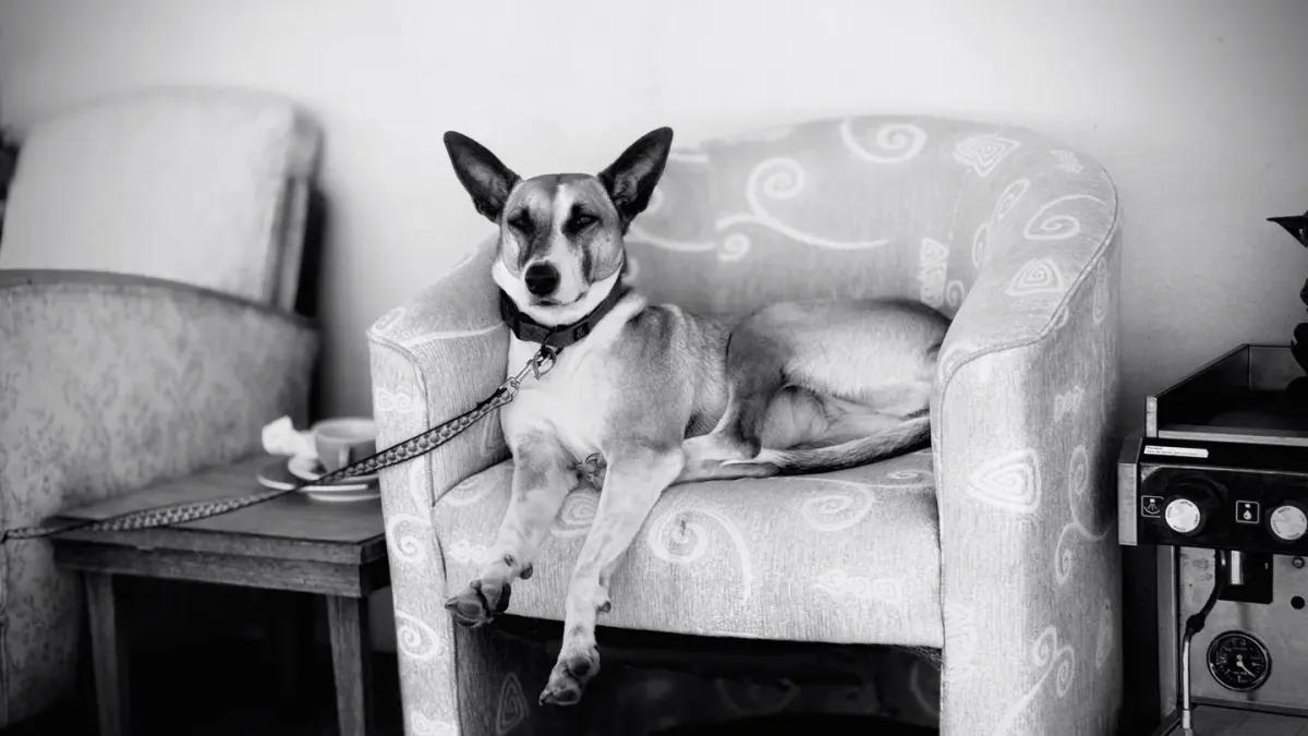 Dog resting at home