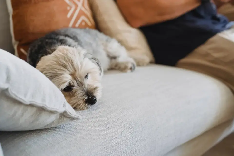 Dog resting at home