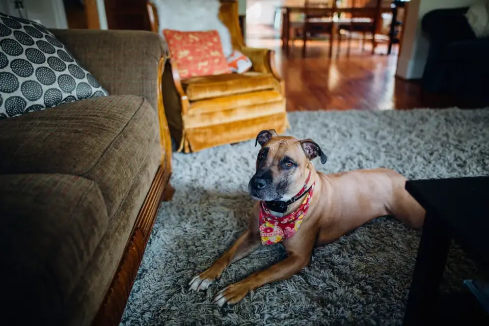 Dog resting at home