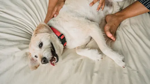 Dog resting at home