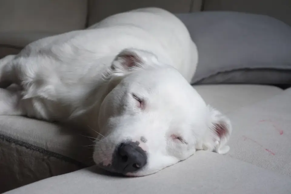 Dog resting at home