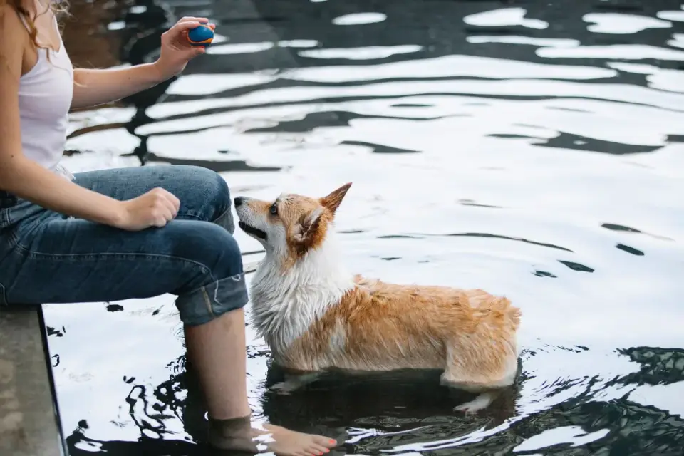 Dog sitting and looking attentively at an owner holding a training clicker