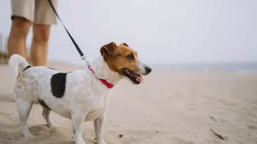 Dog walking with an owner