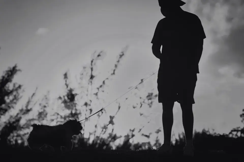 Dog walking with an owner