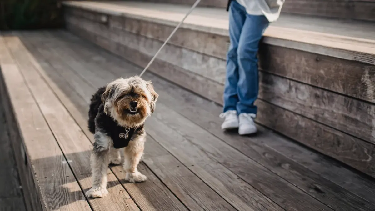 Dog walking with an owner