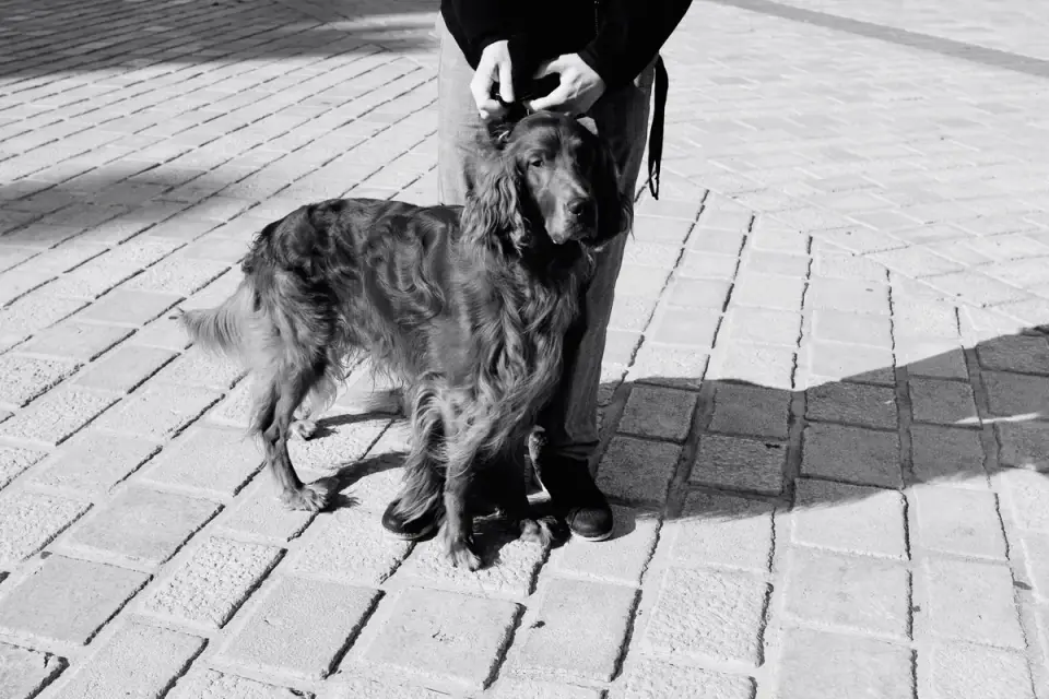 Dog walking with an owner