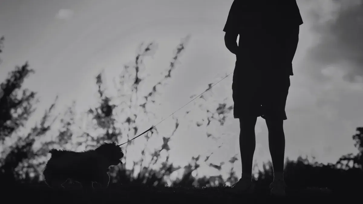 Dog walking with an owner