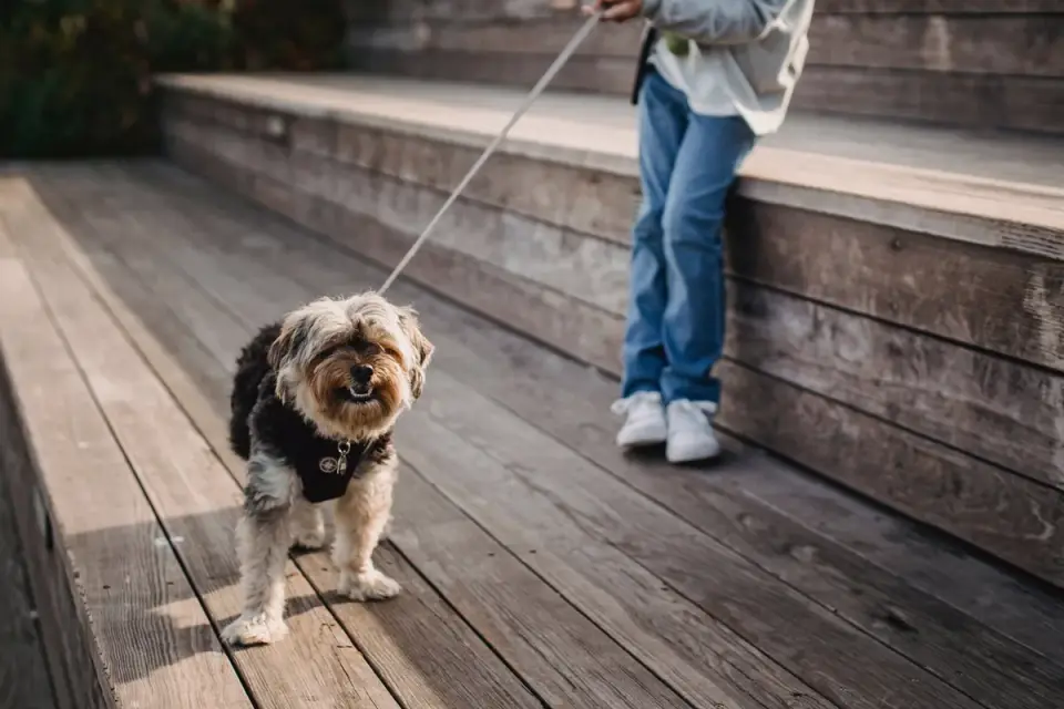 Dog walking with an owner