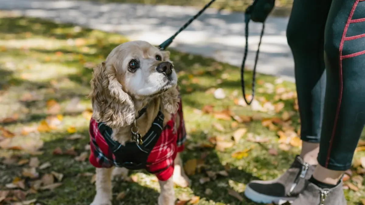 Dog walking with an owner