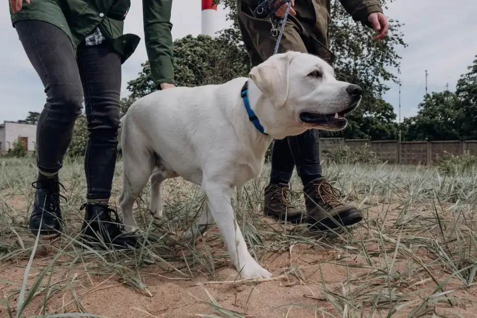 Dog walking with an owner