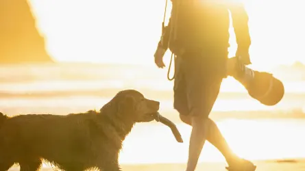 Dog walking with an owner