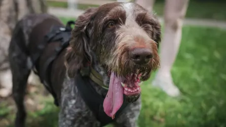 Dog walking with an owner