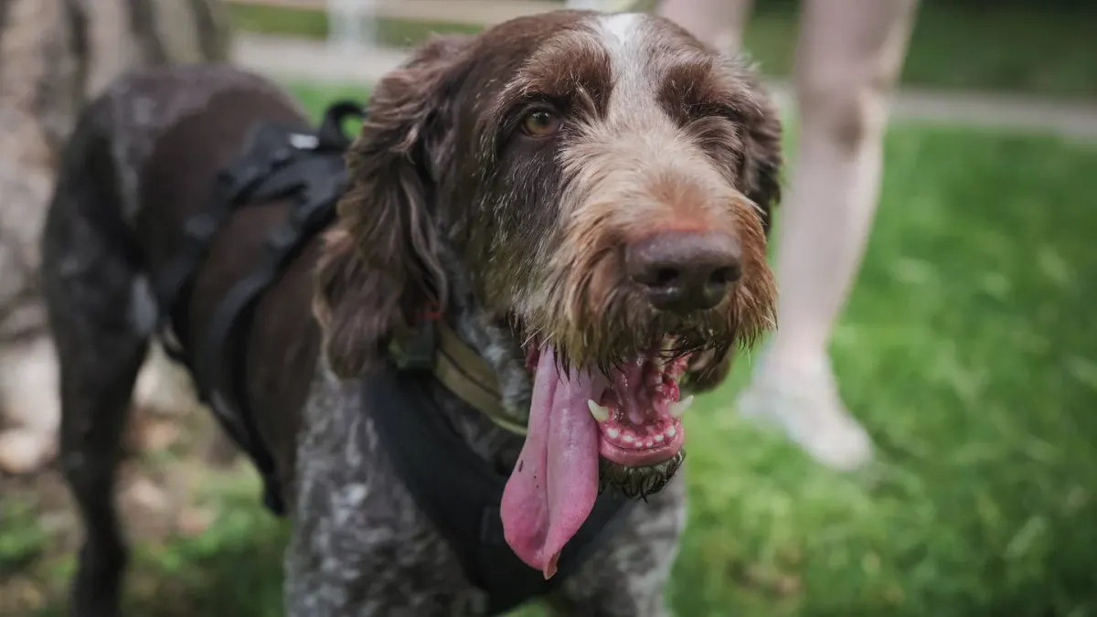 Dog walking with an owner