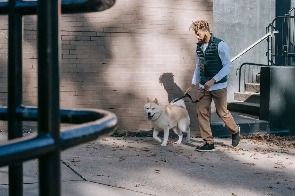 Dog walking with an owner