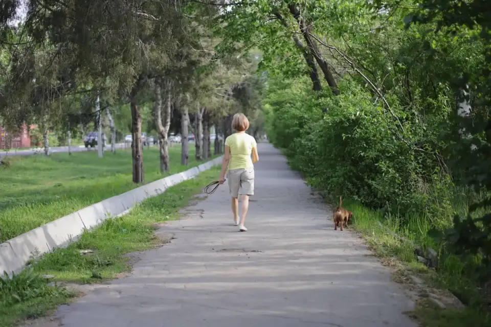 Dog walking with an owner